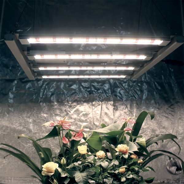 Quantum Bar Figolite Iluminação de LED Profissional, 240W LM301H EVO - Image 6